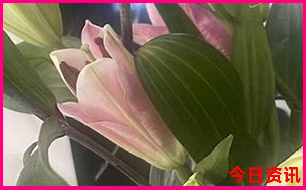 什么生肖适合佩戴貔貅